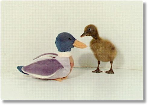 It's not EASY being a DUCK!!