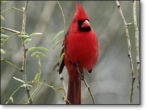 Cardinal
