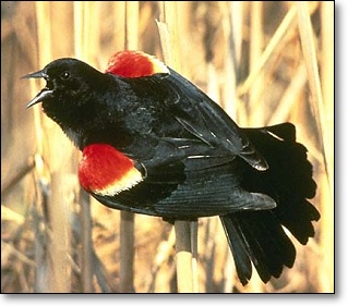 Redwinged Blackbird
