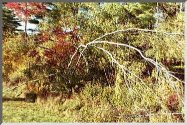 Picture of Bent Birch Trees