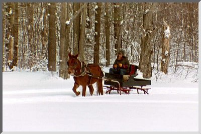 One Mule Sleigh