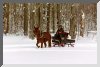 Picture of a onemule open sleigh
