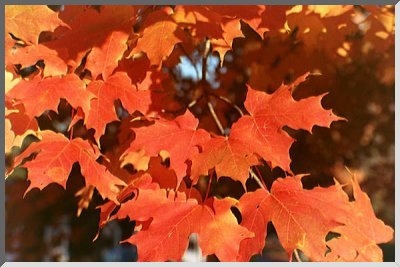 Picture of Autumn Leaves