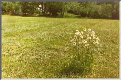 Picture of a Tuft of Daisies