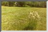 Picture of a Tuft of Flowers in a Field