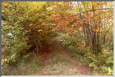 A Road in the Woods