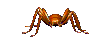 I'm a plain brown spider