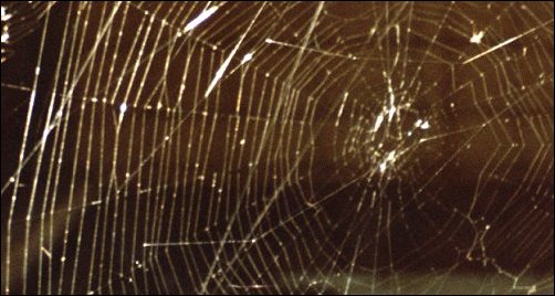 Radial Spider Web