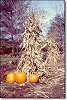 Cornstalk