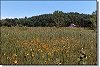 Wildflowers