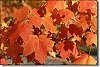 Autumn leaves