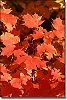 Leaves Afire