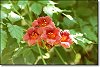 Trumpetvine