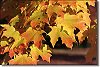 Golden Leaves