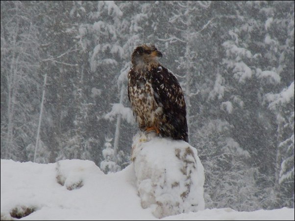 Terrace BC