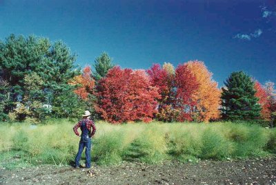 Picture of Asparagus patch