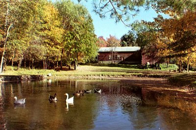 Picture of Ducks and Geese