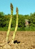 We grow BIG asparagus here!